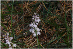 Ophiopogon intermedius